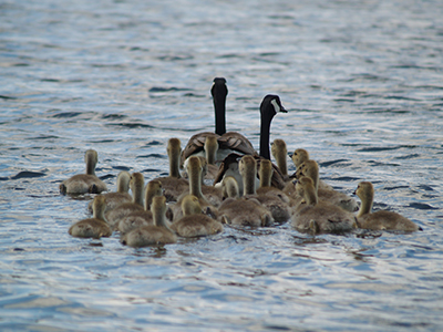 Back Seat Drivers Goslings