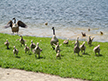 Goslings Running