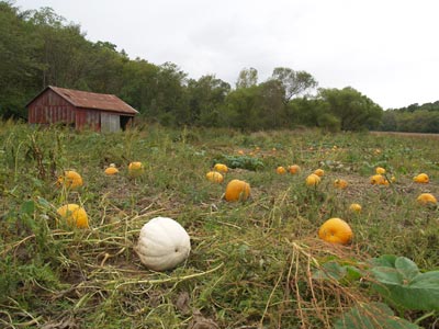 Lewistown Apple Orchard