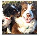 Border Collies