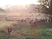 Bud Pushing Sheep Out