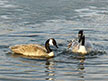 Pair of Geese in Opening in Ice